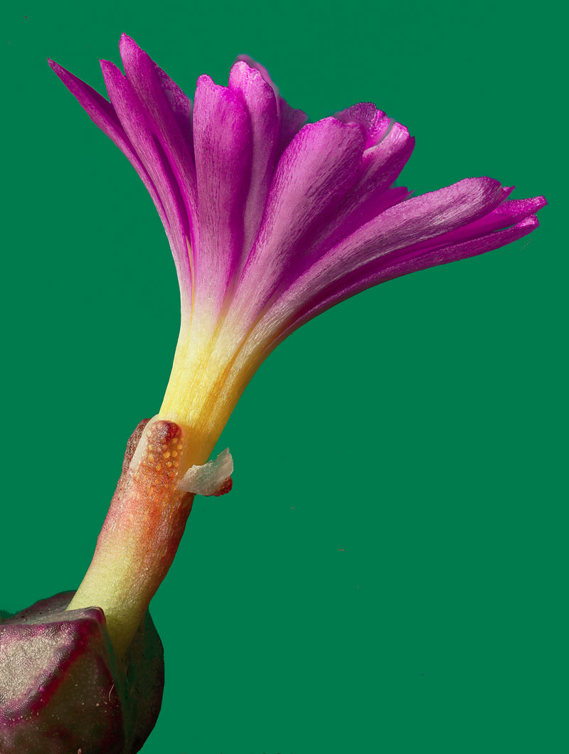 Conophytum ectypum ssp ignavum